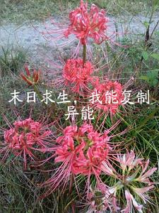 末日求生:开局复制一亿瓶矿泉水免费
